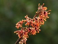 Hamamelis Lansing 2016 01 23 9177